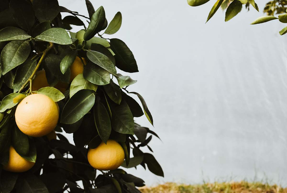 plant yellow fruits on tree fruit